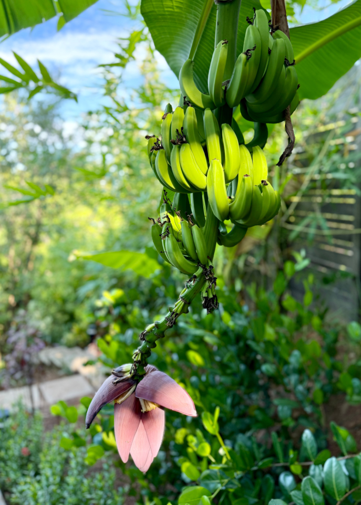 Banana and Plantain Trees